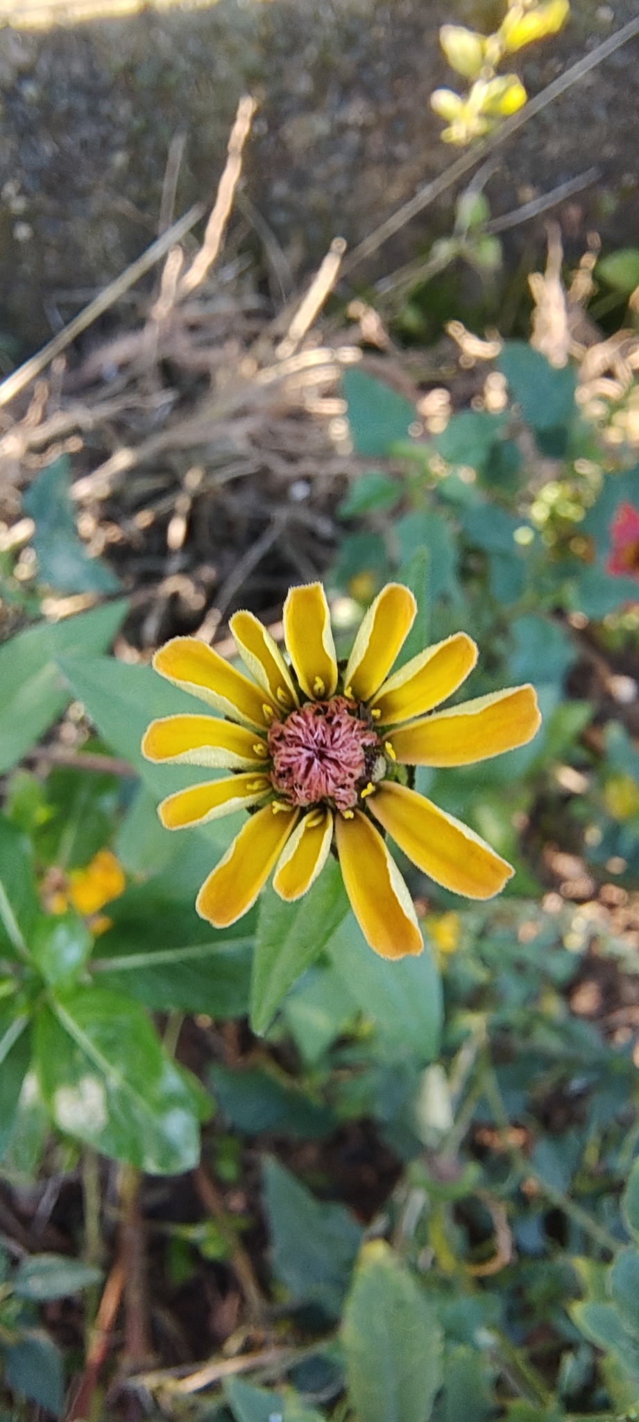 Zinnia elegans