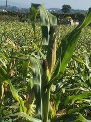 Zea mays mays