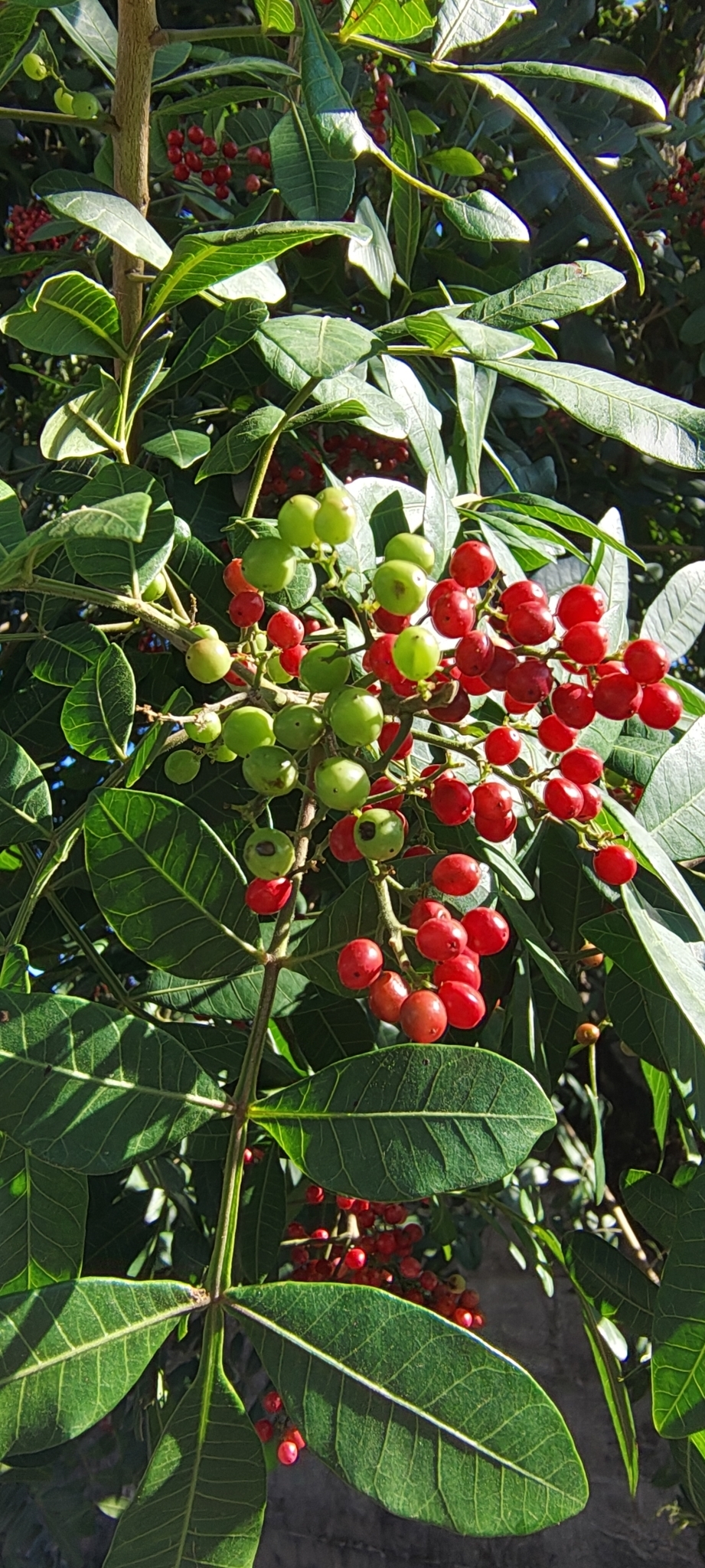 Schinus terebinthifolia