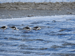 Cladorhynchus leucocephalus