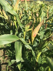 Zea mays mays
