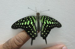 Graphium agamemnon