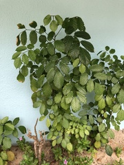 Polyscias guilfoylei