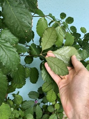 Polyscias guilfoylei