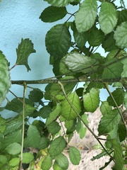 Polyscias guilfoylei