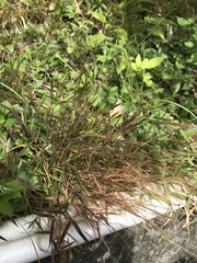 Pogonatherum crinitum