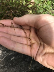 Pogonatherum crinitum