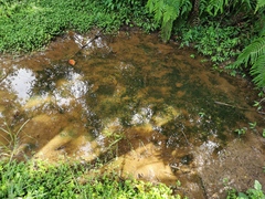 Murdannia bracteata