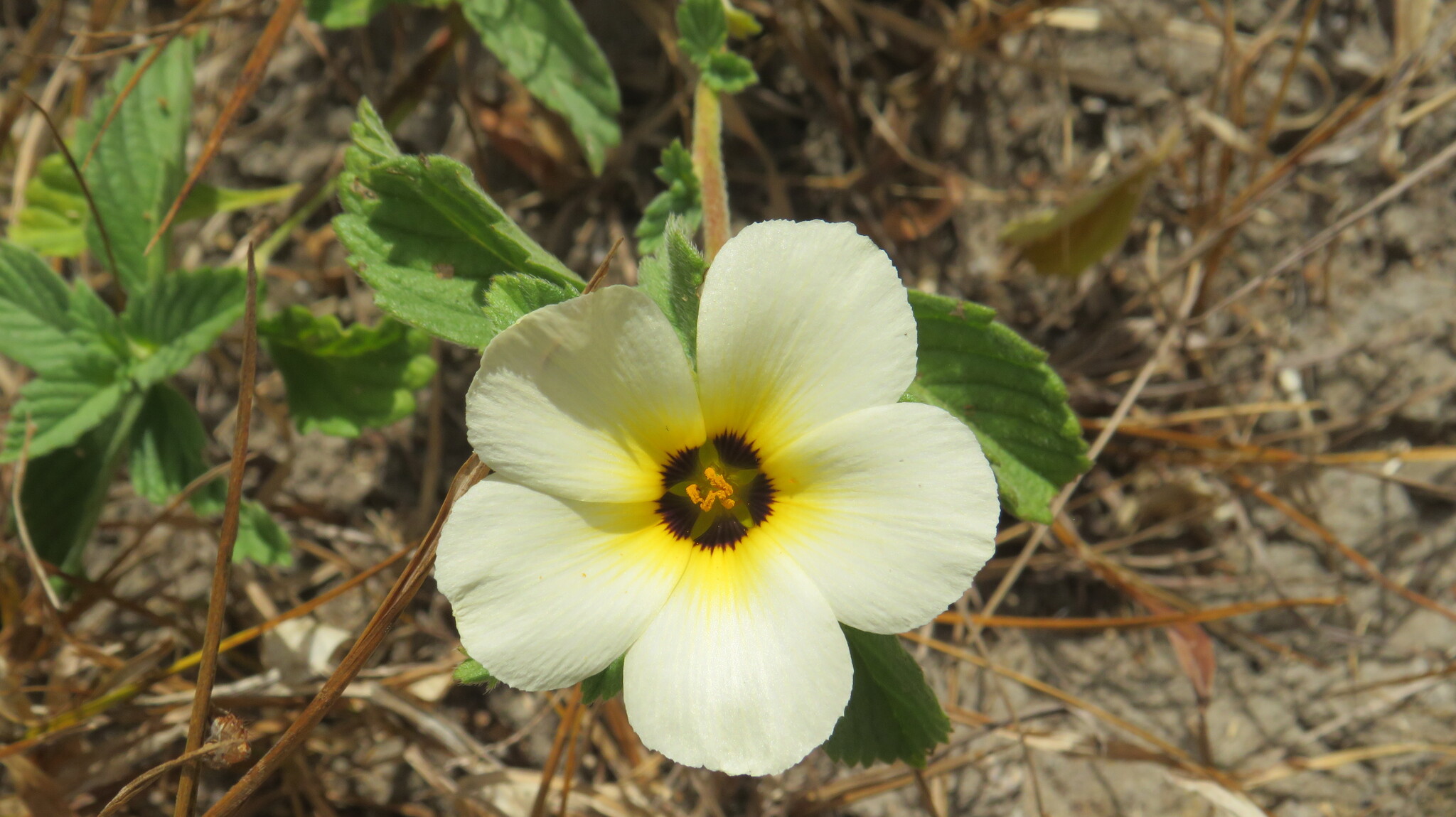 Turnera subulata