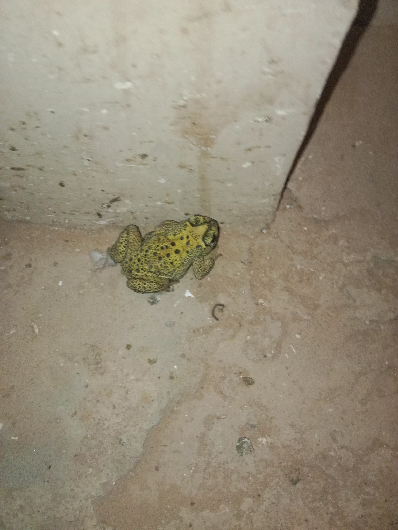 Indian Common True Toad
