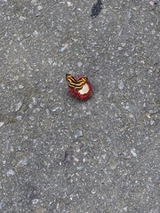 Athyma nefte subrata