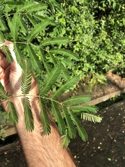 Mimosa bimucronata