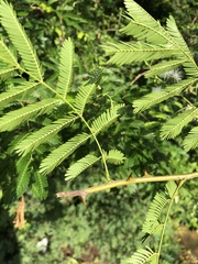 Mimosa bimucronata