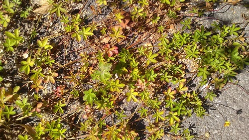 Otra foto de creeping cinquefoil