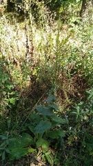 Verbascum pyramidatum