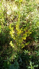 Verbascum pyramidatum