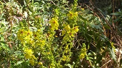 Verbascum pyramidatum