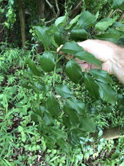 Heteropanax fragrans