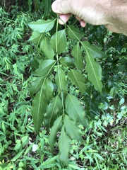 Heteropanax fragrans