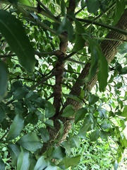 Heteropanax fragrans