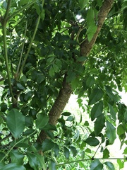 Heteropanax fragrans