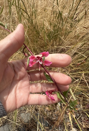 Clarkia unguiculata