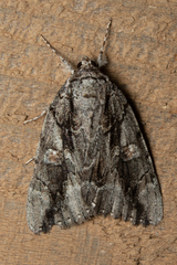 Catocala flebilis