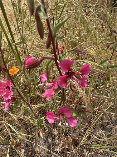 Clarkia unguiculata