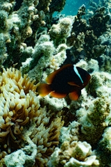 Amphiprion rubrocinctus