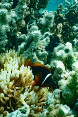 Amphiprion rubrocinctus