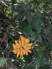 Uvaria grandiflora