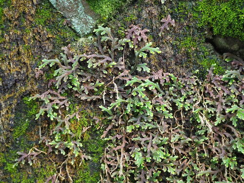 Selaginella repanda, photograph 3