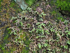 author not stated, no rights reserved Selaginella repanda, photograph author not stated, no rights reserved