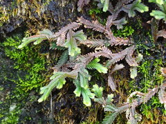 author not stated, no rights reserved Selaginella repanda, photograph author not stated, no rights reserved