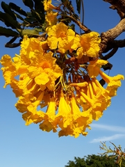 Tabebuia aurea