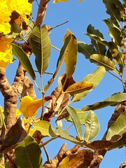 Tabebuia aurea