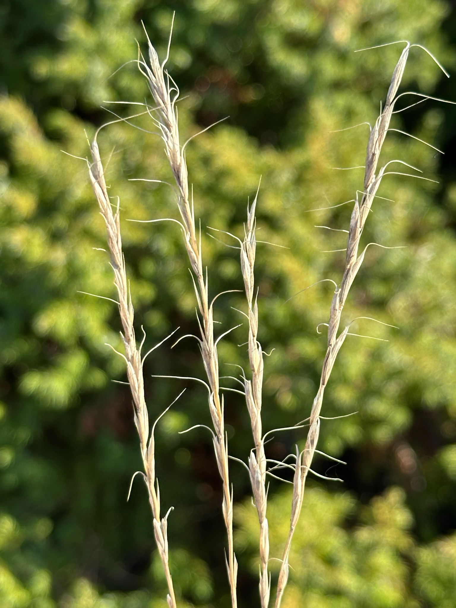 Elymus albicans