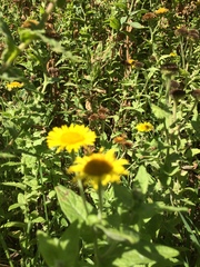 Pulicaria dysenterica