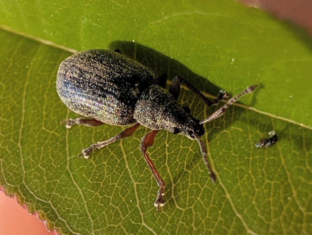 Common Leaf Weevil