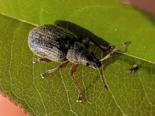 Common Leaf Weevil