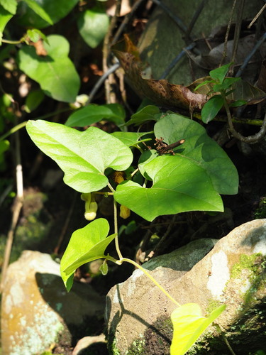 Image of Aristolochia shimadae by no rights reserved