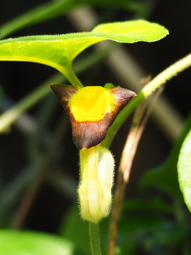 Image of Aristolochia shimadae by no rights reserved