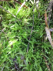 Sphagnum cuspidatum