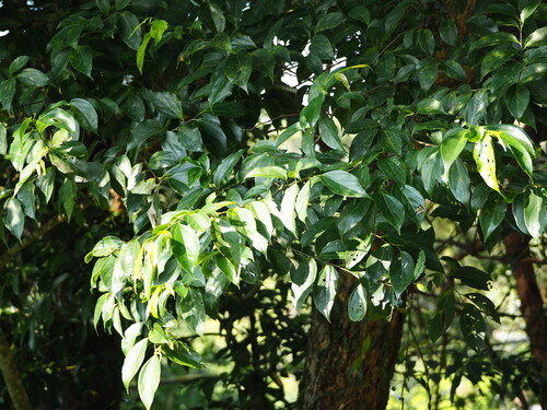 Image of Nilgiri Elm (Celtis tetrandra) by no rights reserved