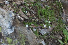 Veronica telephiifolia