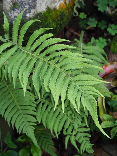 Image of Christella parasitica by no rights reserved