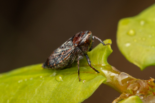 Goniagnathus brevis