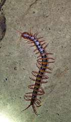 Scolopendra dehaani