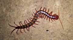 Scolopendra dehaani