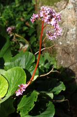 Bergenia